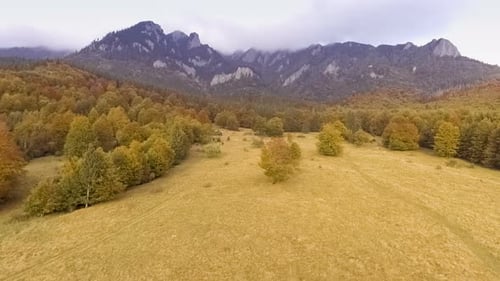 Fly Over Autumn Forest
