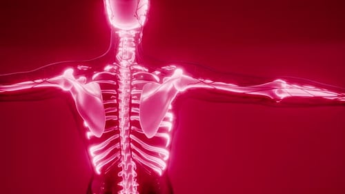 Transparent Human Body with Visible Bones