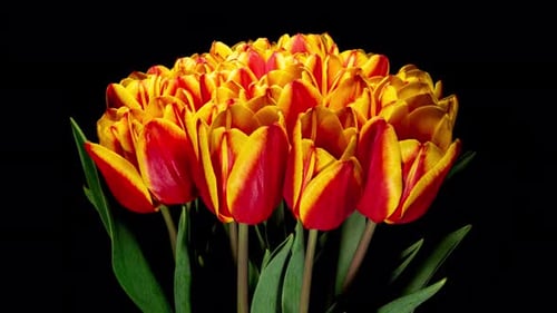 Red and Yellow Tulips Blooming Against Black Background