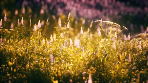 Sunset in the Wild Flower Field
