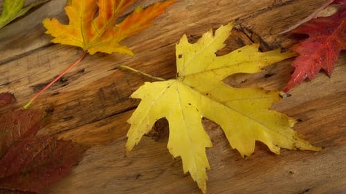 Colorful Fall Leaves on Wooden Table