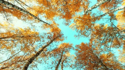 Falling Leaves From a Birch Tree in the Autumn Forest