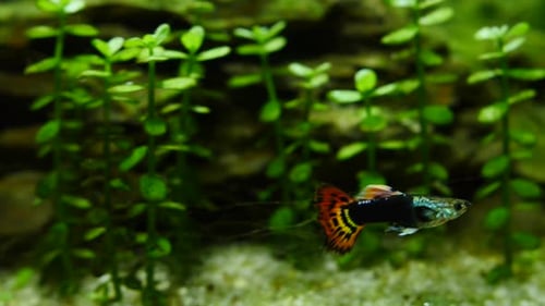 Fische schwimmen im Aquarium. Fische und Meerespflanzen im Heimaquarium. Buntes Aquarium