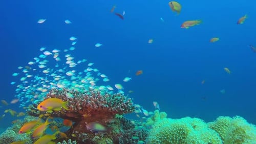 Underwater Coloful Fishes Scene