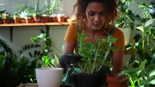 Beautiful Woman Gardener Takes Care of Green Plant in Home Room Spbd