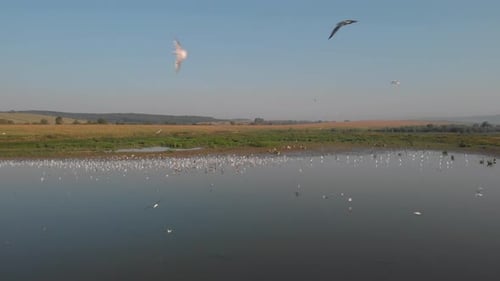 Flock of Birds Gathering Near a Rural Lake