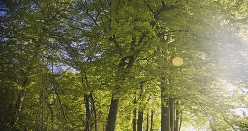 Sunlight Shining Through Vibrant Green Forest Canopy