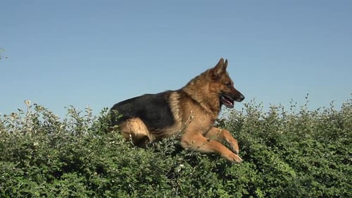 German Shepherd Leaps Over Green Hedge Row