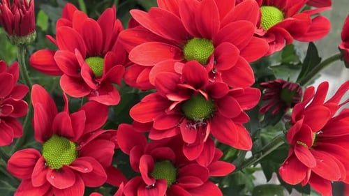Flores de crisântemo no jardim