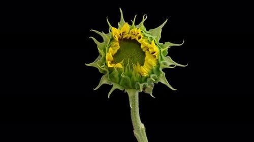 Sunflower Blooming on Black Background Time Lapse