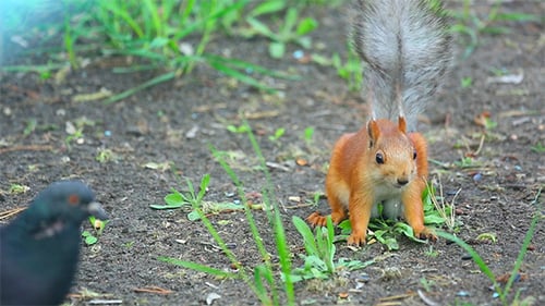Squirrel