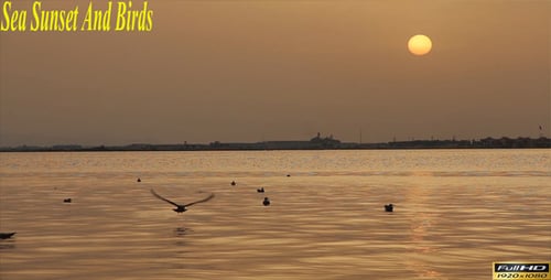 Mar puesta de sol y aves