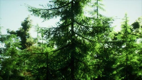 Green Cone Trees in Bright Sun Light