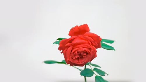 Vibrant Red Rose in Full Bloom