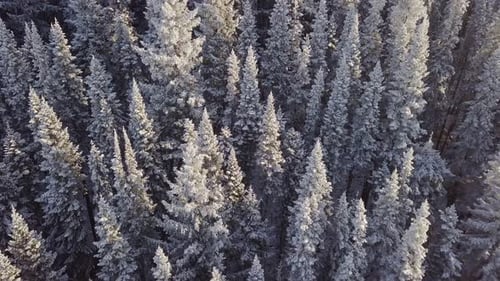 Pine Forest Under Snow in Winter. Aerial View of Coniferous Fir Trees
