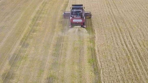 Harvester Machine To Harvest Wheat Field Working. Combine Harvester Agriculture Machine Harvesting