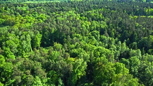 Aerial view of green forest in summer.