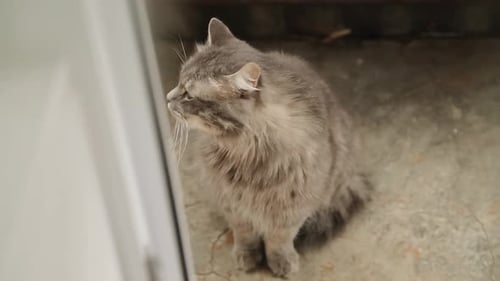 Fluffy Grey Cat Sitting and Looking Around