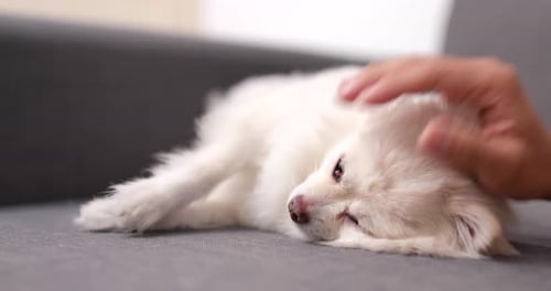 Cute White Dog Gets Gentle Pets on Sofa