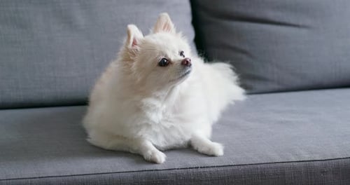 Fluffy White Dog Relaxing on Gray Couch