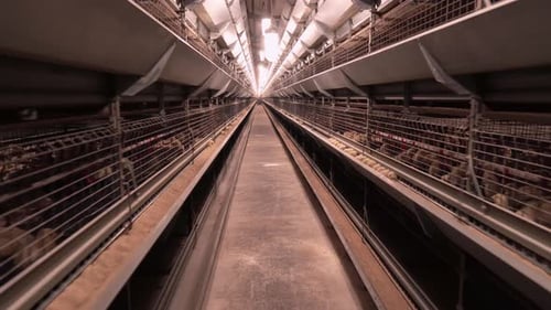 Poultry Cage in Hen House
