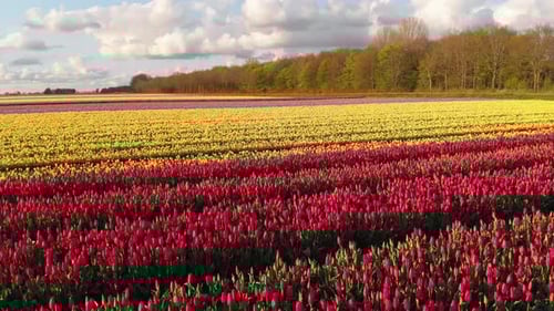 Fields of tulips in Netherlands countryside, beautiful colourful spring flowers