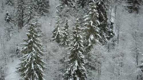 Aerial View of Winter Spruce Snowy Forest. Low Flight Over a River and Pine Trees Covered By Snow