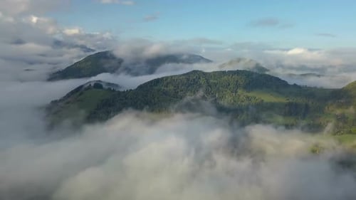 Panoramic Foggy Forest