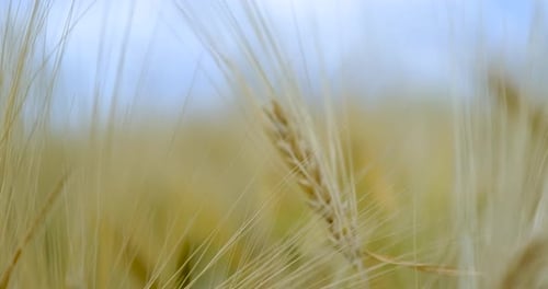 Wheat Grain - Wheat Fields