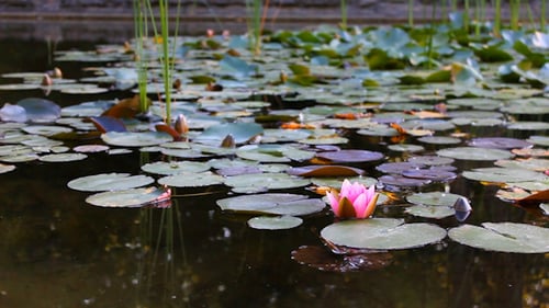 Pink Water Lily Bloom on Tranquil Pond