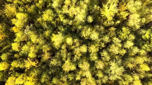 Autumn forest with bright orange and yellow leaves. Dense woods in sunny fall weather.