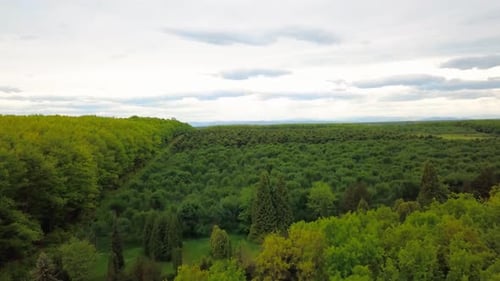 Luftaufnahme über den grünen Baumwald bei Tag im Frühling in der Westukraine