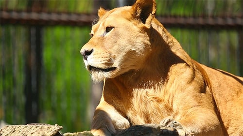 Lioness