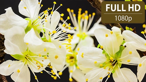 Plum Flower
