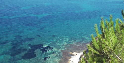 Baum und das Meer