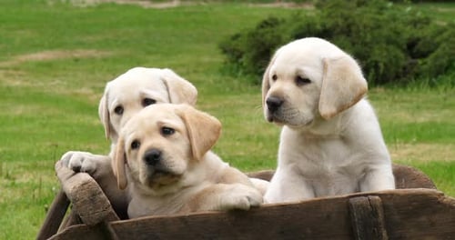 Labrador Retriever, Yellow Puppies in a Wheelbarrow, yawning, Normandy in France, Slow Motion 4K