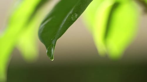 Water Drops on a Leaf 69