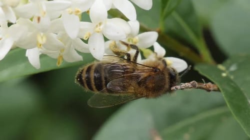 Bee Gathering Pollen from White Flowers, Close-Up
