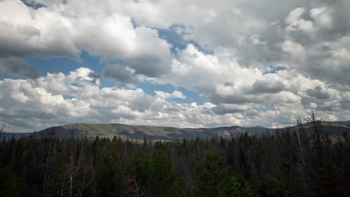 Time lapse of clouds moving over pine tree forest