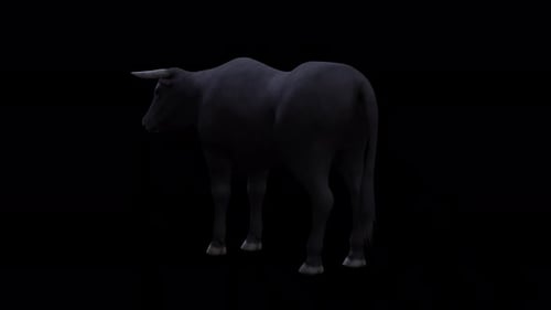 Bull Idle View From Back Side