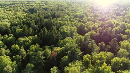 Lush Green Forest Aerial View with Sunlight
