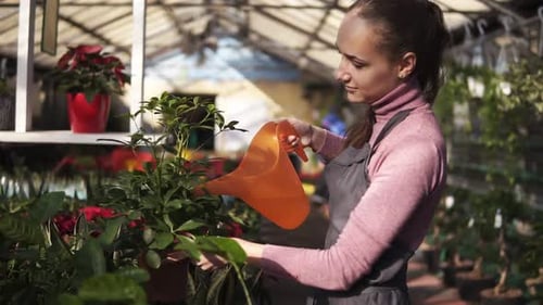 Attractive Female Gardener in Uniform Watering a Pot with Green Plant with Garden Watering Can in