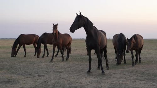 Horses Grazing in a Peaceful Rural Field