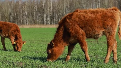 Calves Cows Grazing On A Spring Green Pasture