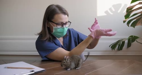 Healthcare Worker Examining a Small Rodent Indoors
