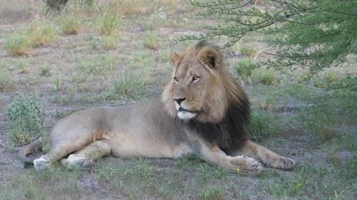 Male lion resting under a tree