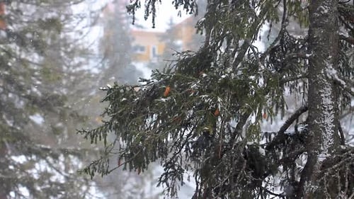 Nieve de invierno en el bosque