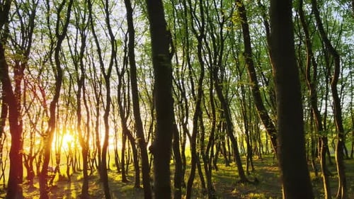 Forêt nocturne dense avec de grands arbres et un soleil jaune vif qui brille à l'horizon au coucher du soleil.