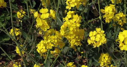 Wind- und Rapsfeld, Brassica Napus, Normandie, Zeitlupe 4K