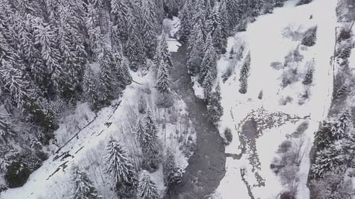 Flight Over Winter Forest